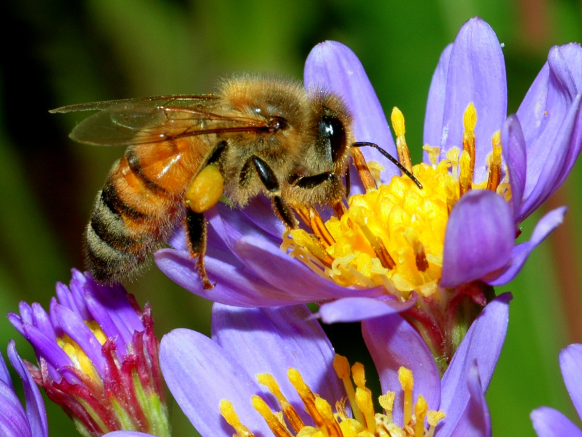 1-Honey Bee-001