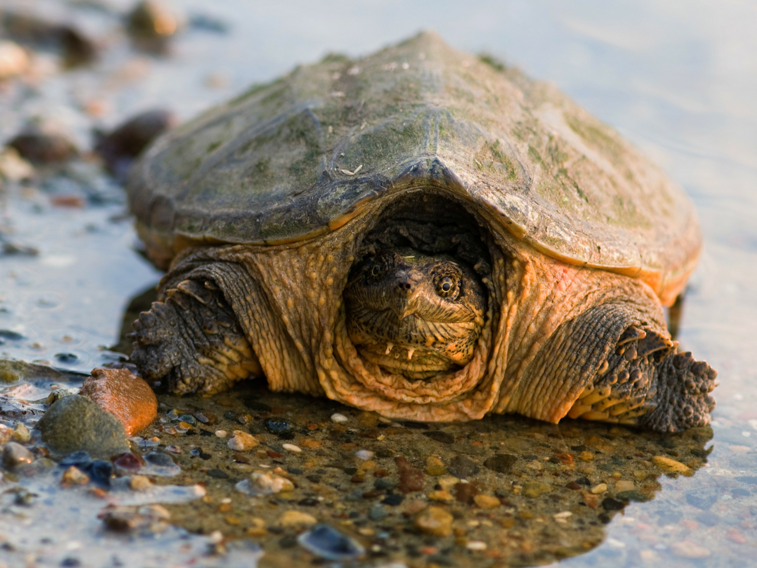 Handle With Care Snapping Turtles Finger Lakes Land Trust