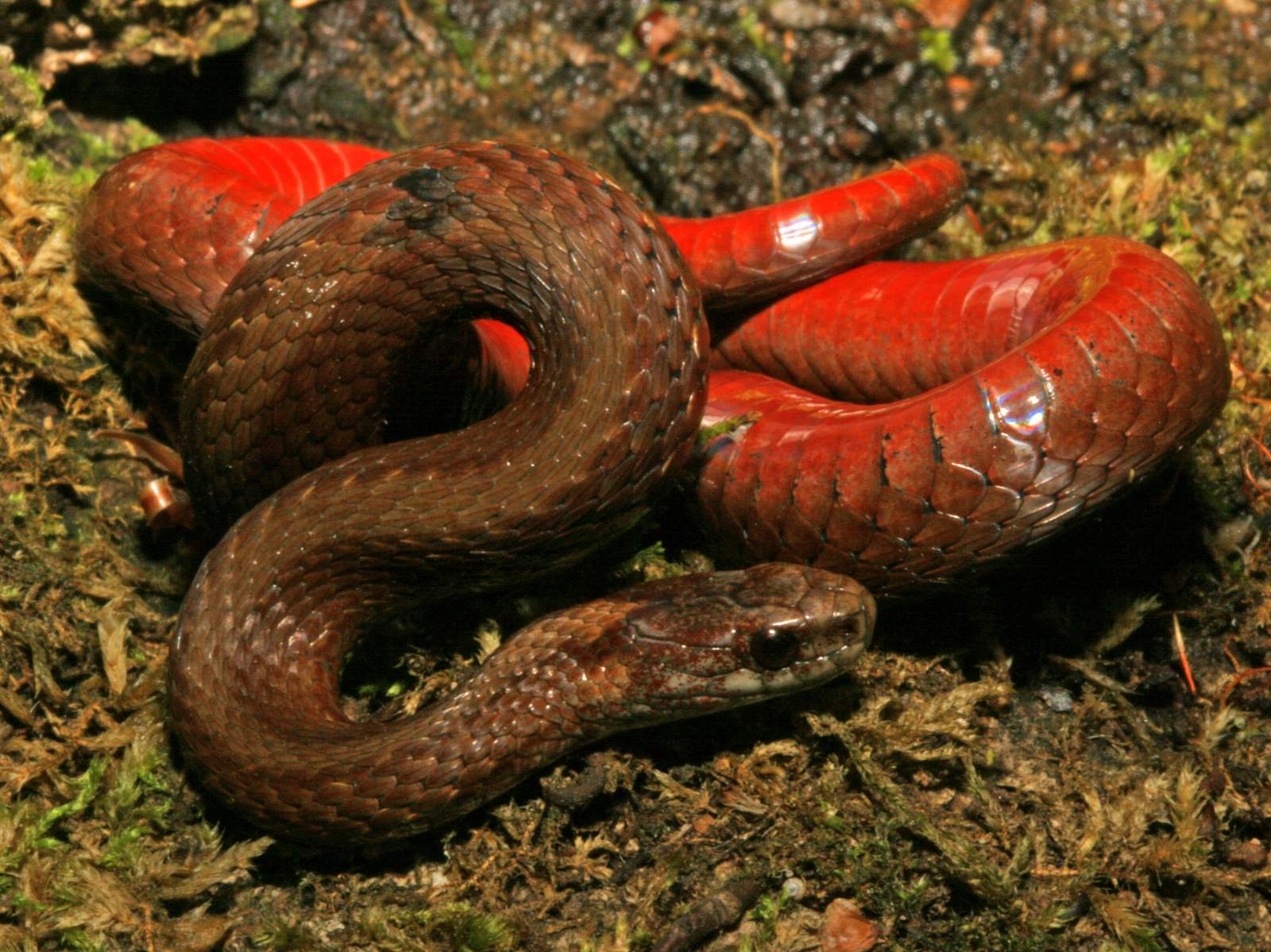 http://www.fllt.org/wp-content/uploads/2015/09/Red-Bellied_snake.Dick_Bartlett1.jpg