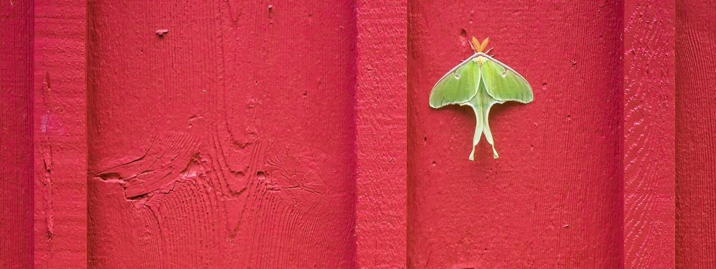 Goddess of the Moon: the life history of the Luna Moth