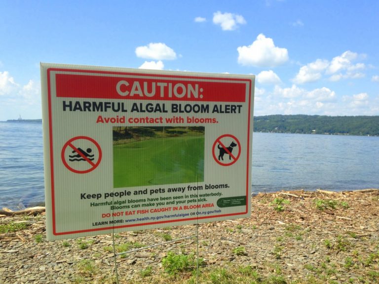 Toxic Algae Facts for Everyone to Know | Finger Lakes Land Trust