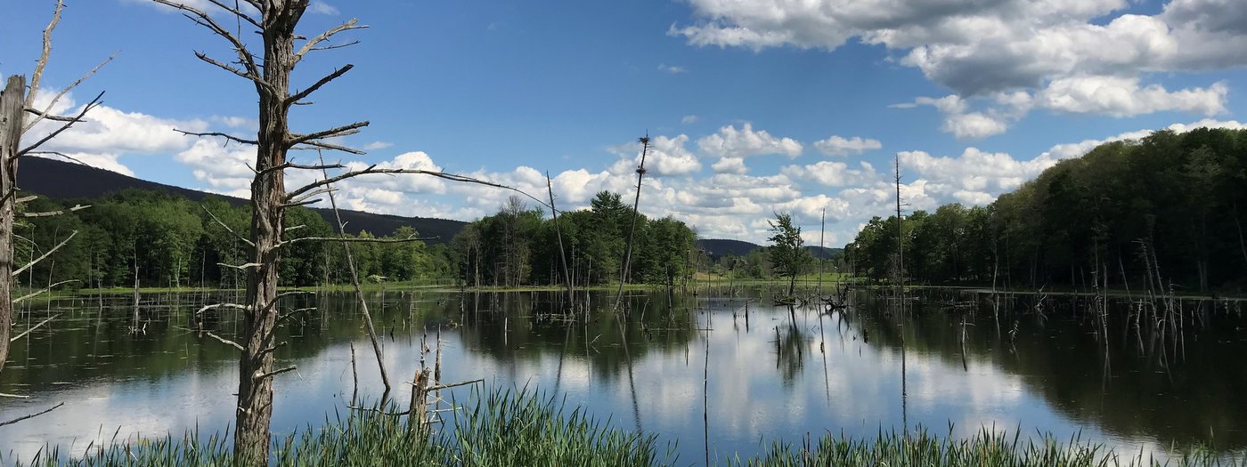 The Living Land: Monthly News for June 2021 | Finger Lakes Land Trust