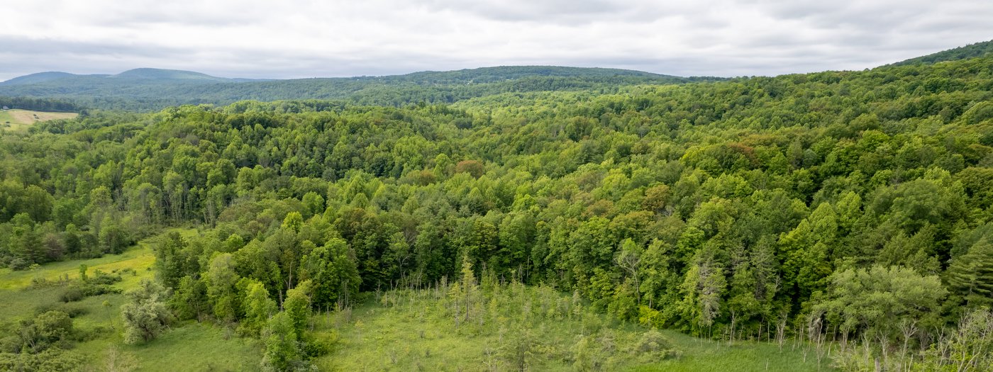 Partnership with Cornell University Buffers Old-Growth Forest in ...