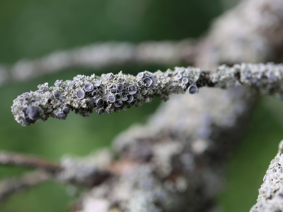 A close up photo of lichen on a tree branch