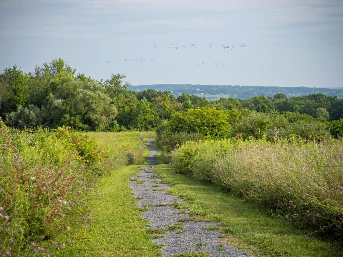 A paved trail through a meadow